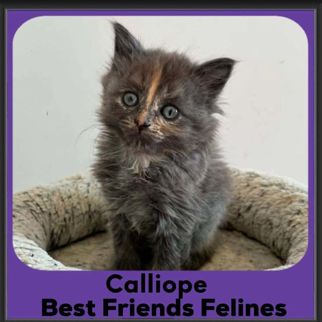 Photo of Calliope 