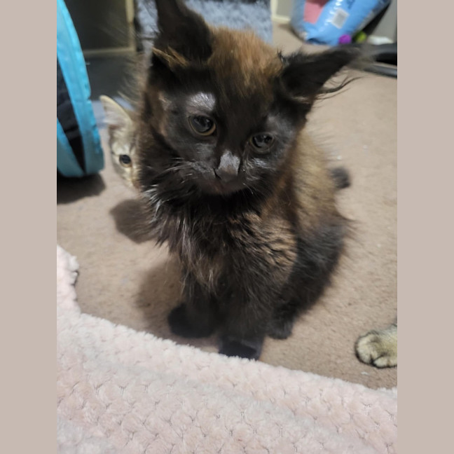 Photo of Coco Meet Me@Petstock Carrum Down Store