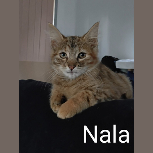 Photo of Narla