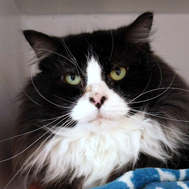 Photo of Chops Sta014579