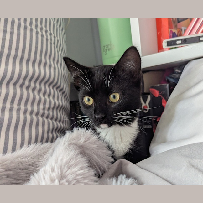 Photo of Vesper