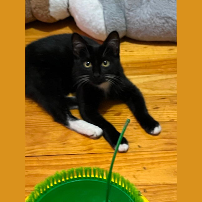 Photo of Ula ** 2nd Chance Cat Rescue **