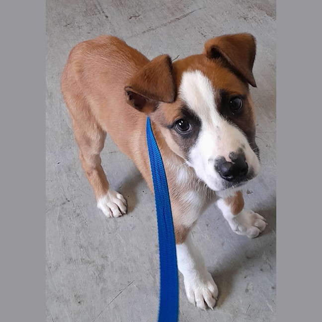 Photo of Rogue (Tuff)