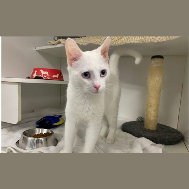 Photo of Gooby