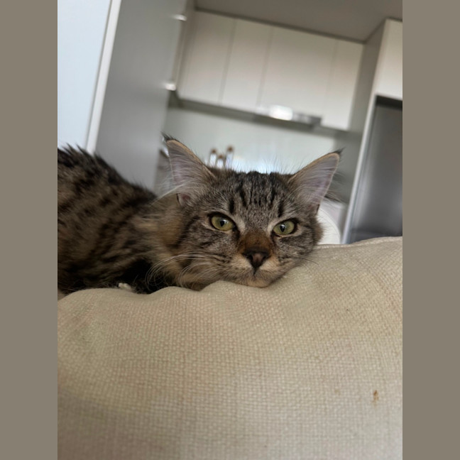 Photo of Memo 