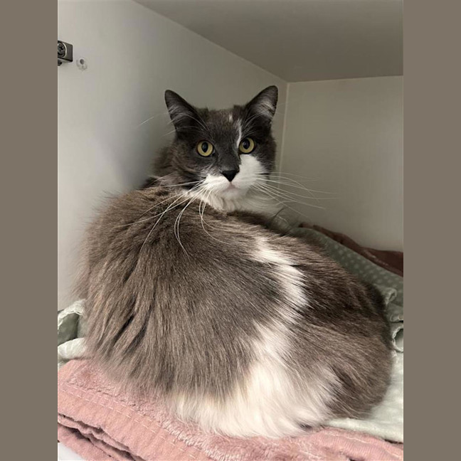 Photo of Lancelot 