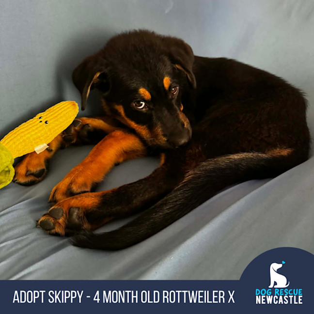 Photo of Skippy   4 Month Old Rottweiler X Shepherd
