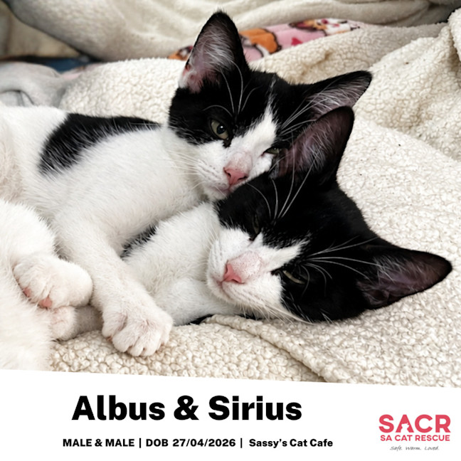 Photo of Albus & Sirius