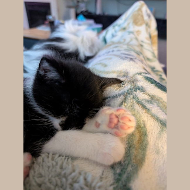Photo of Barney