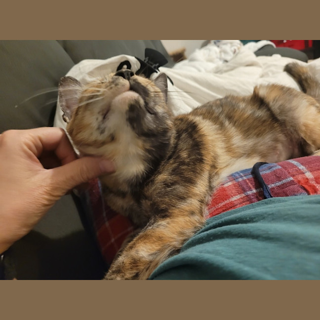 Photo of Daisy