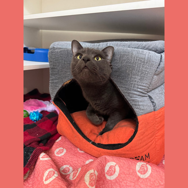 Photo of Kuro