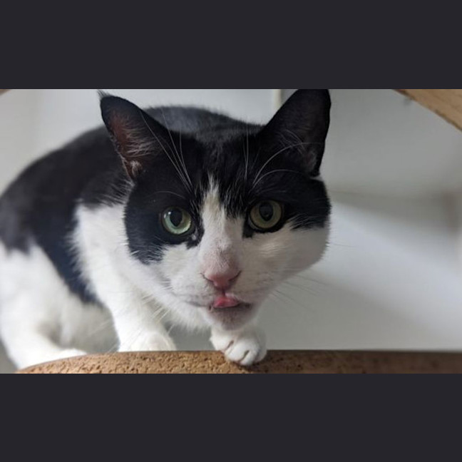 Photo of Soju