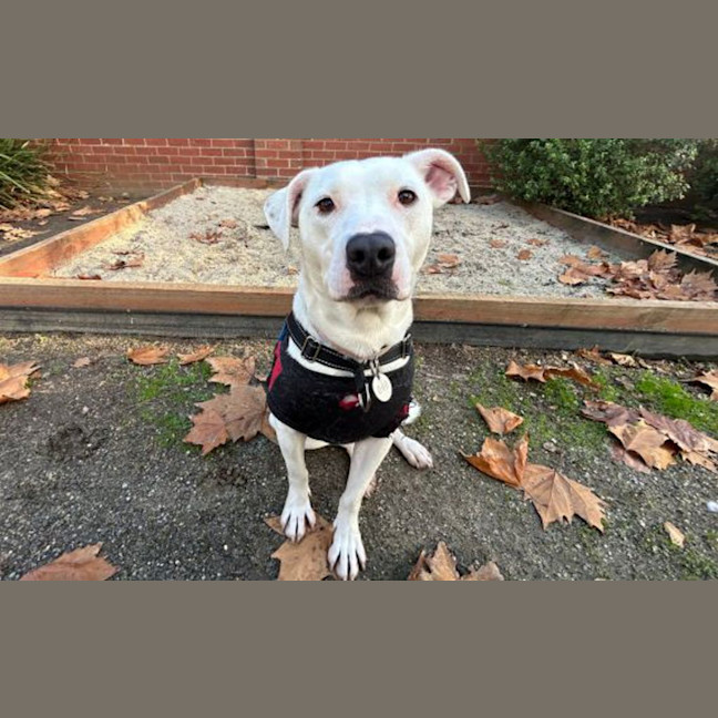 Photo of Indy