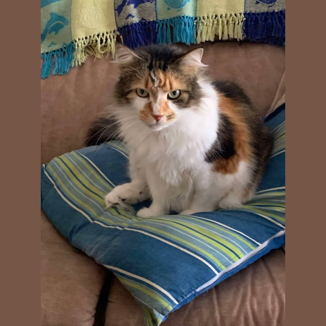 Photo of Cherry