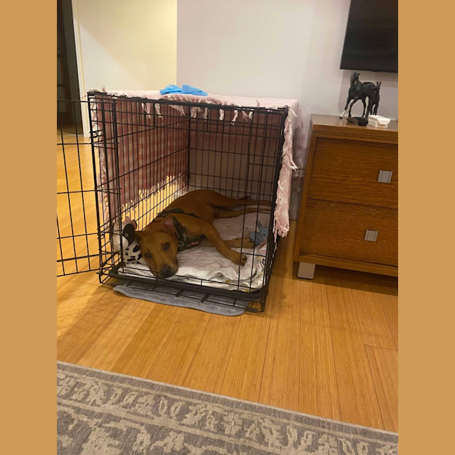 Photo of Buddy