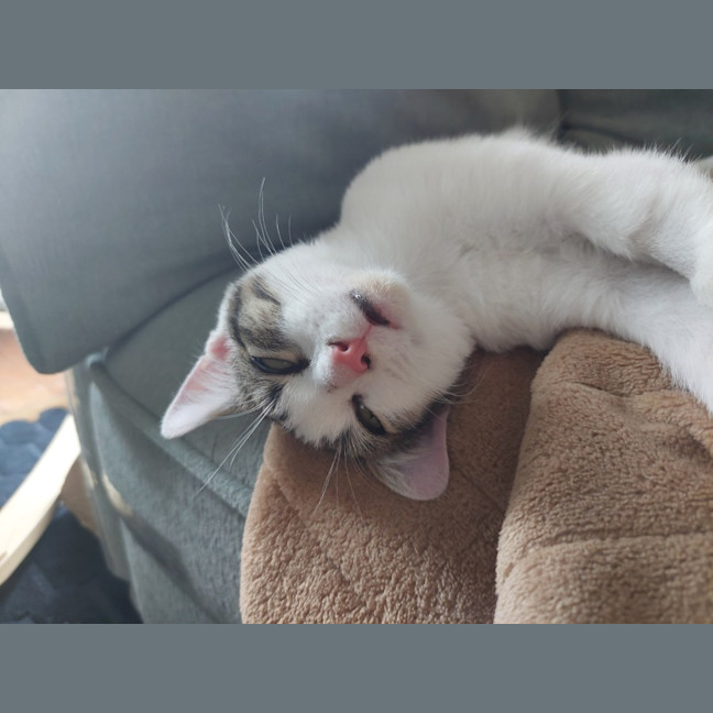 Photo of Toe Beans