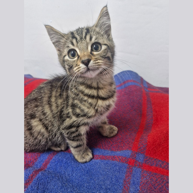 Photo of Huggy Wuggy   Petstock