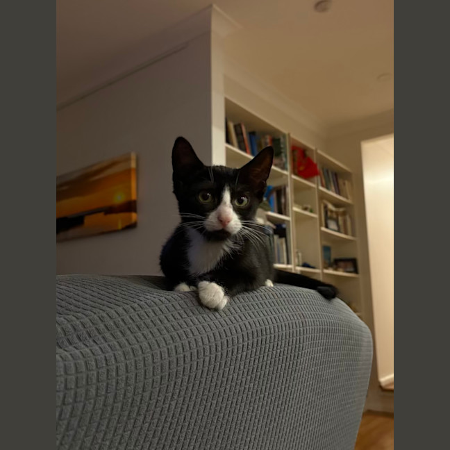 Photo of Mocha