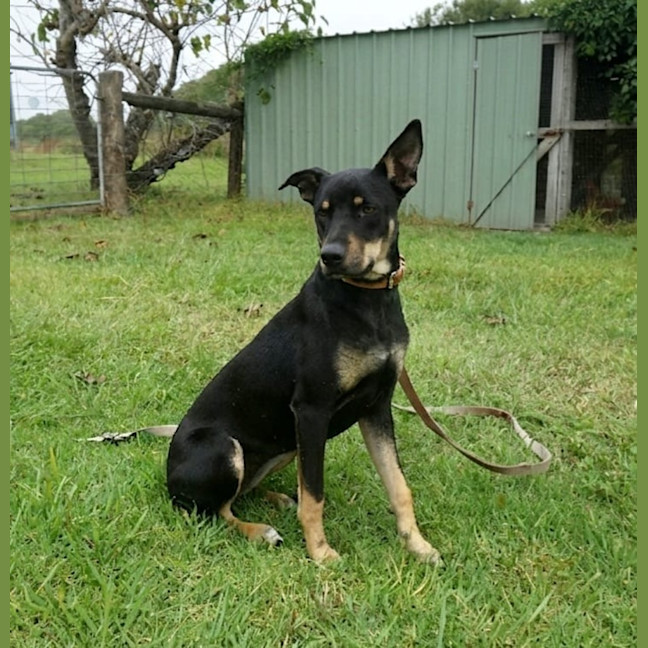 Photo of Nova