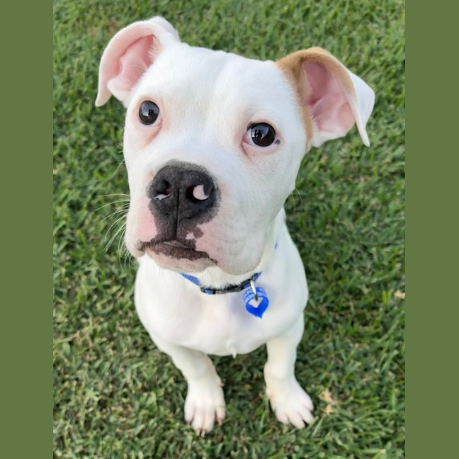 Photo of Moby   12 Week Old American Bulldog X