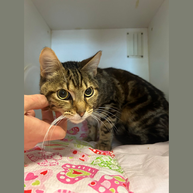 Photo of Turbo
