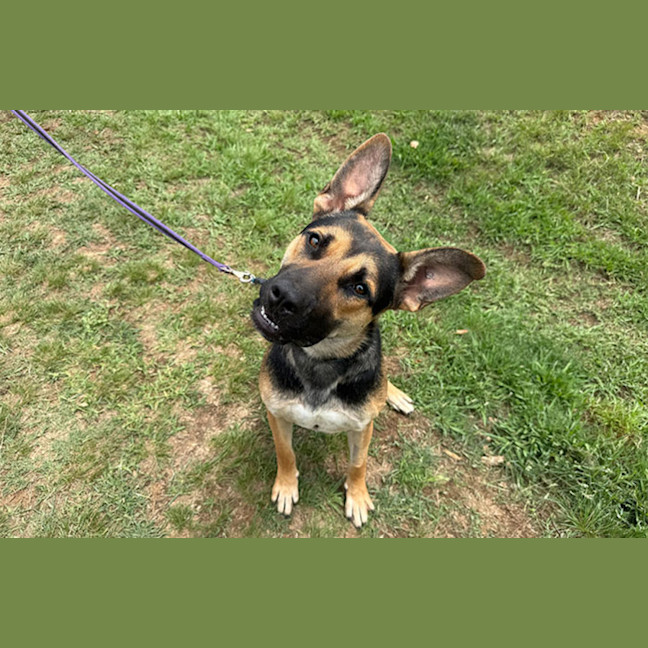 Photo of Alfalfa