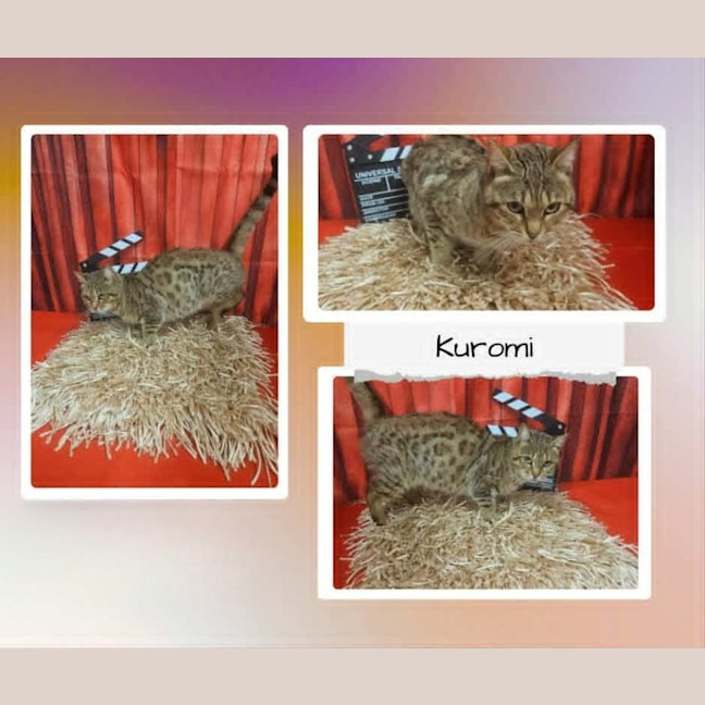 Photo of Kuromi