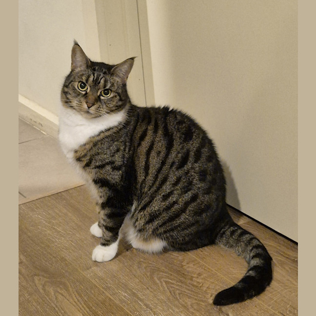 Photo of Luna