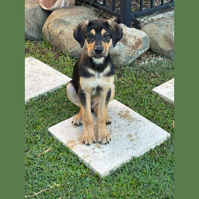 Photo of Doogey (P16)