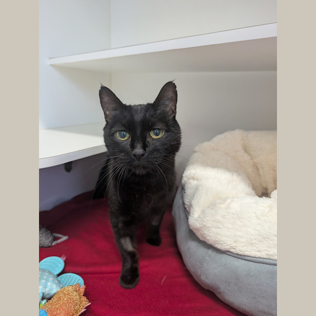 Photo of Sooty