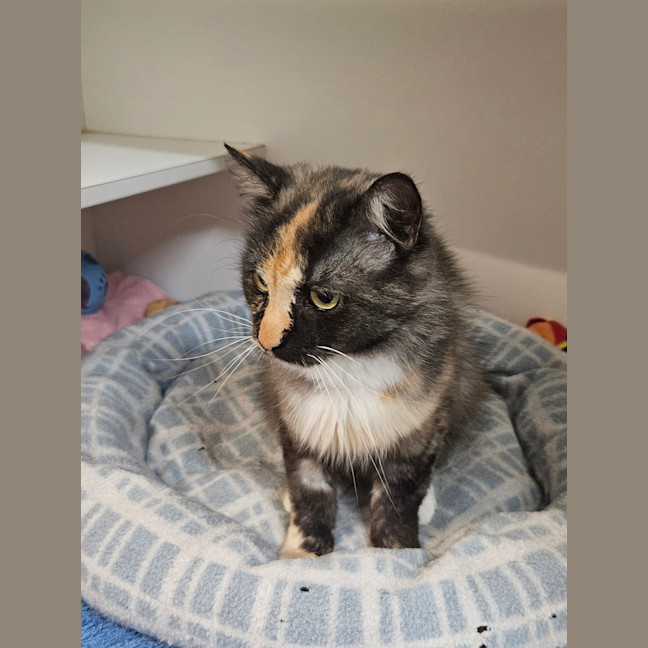 Photo of Mixie 