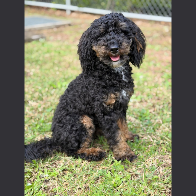 Photo of Teddy