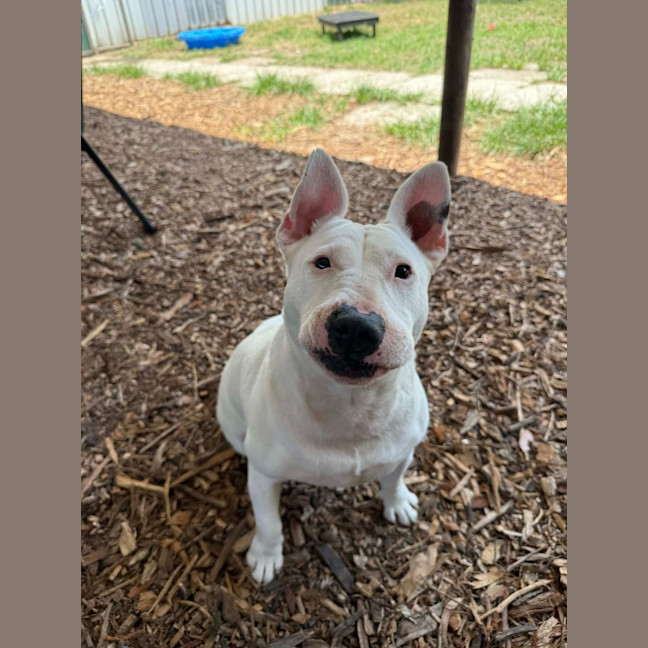 Photo of Stella