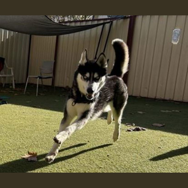 Photo of Axel