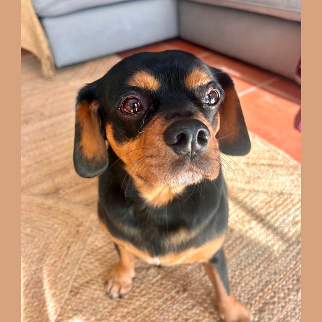 Photo of Buster