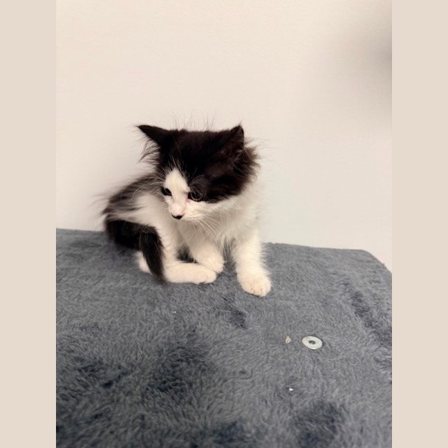 Photo of Bw Litter