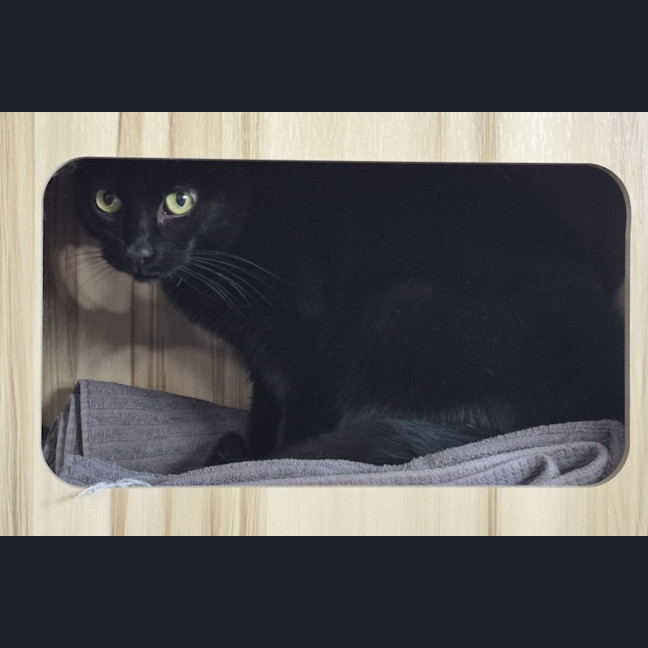 Photo of Bixie