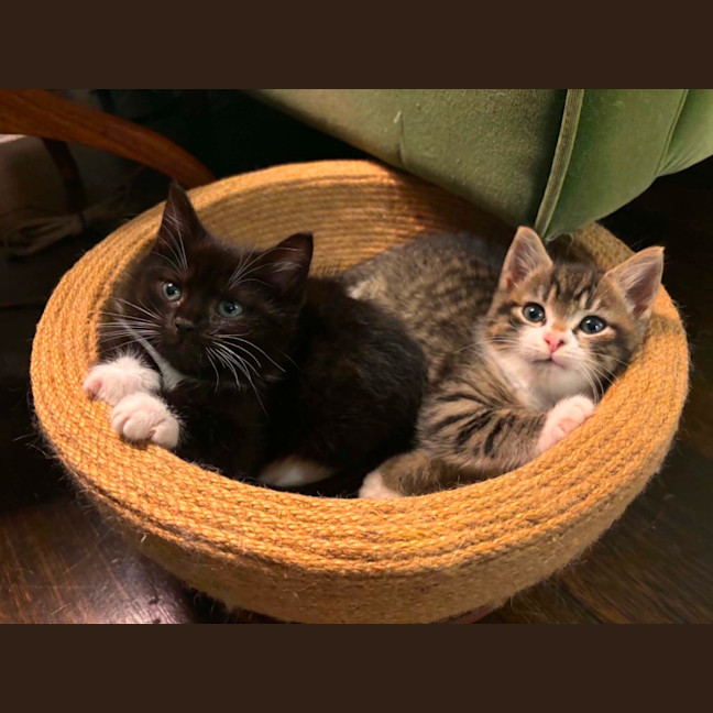 Photo of Boo & Pip