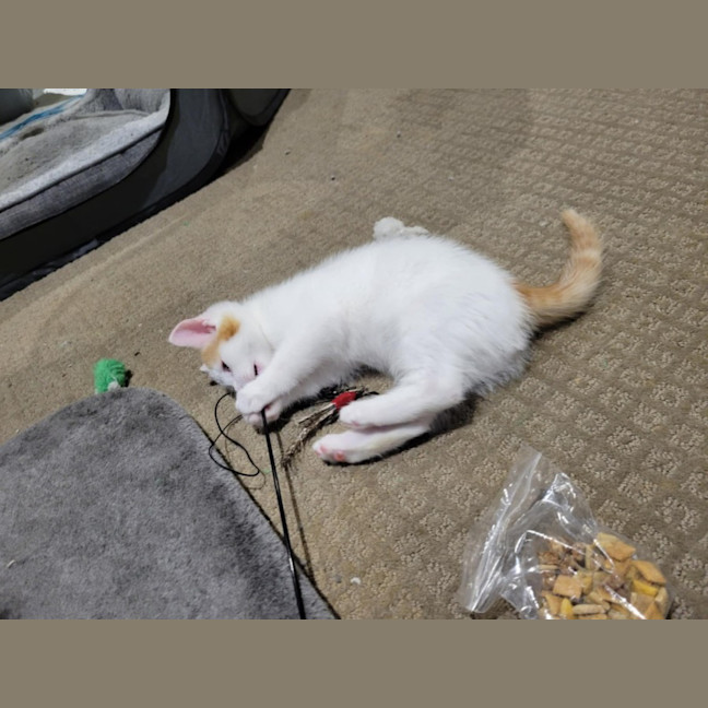 Photo of Flynn   Located In Deer Park