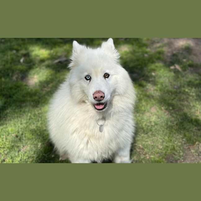 Photo of Lucky