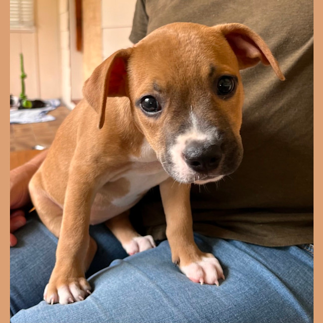 Photo of Milly, Celia, Sully & Mikey   8 Week Old Staffy X 