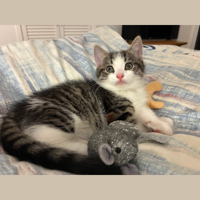 Photo of Eli & Salem   9 Week Old Domestic Short Hair