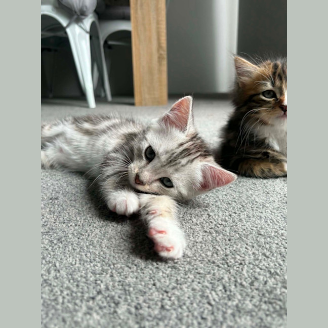 Photo of Cleo Meet Me@Petstock Carrum Downs Store