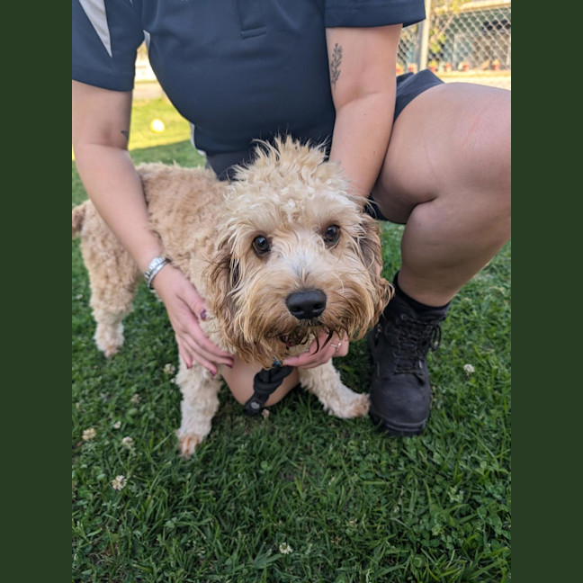 Photo of Watson