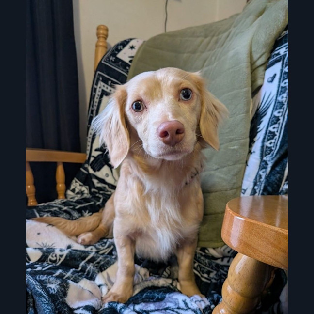 Photo of Daffodil