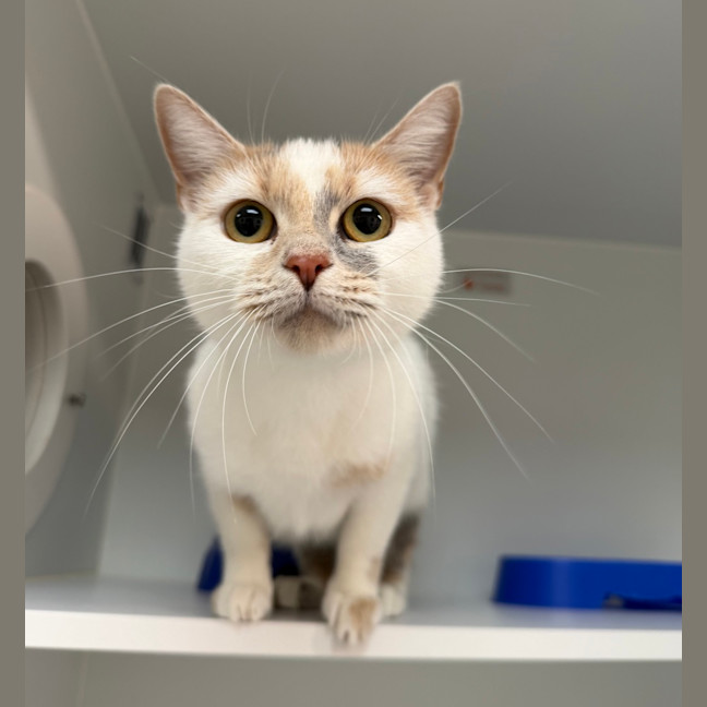 Photo of Serafina