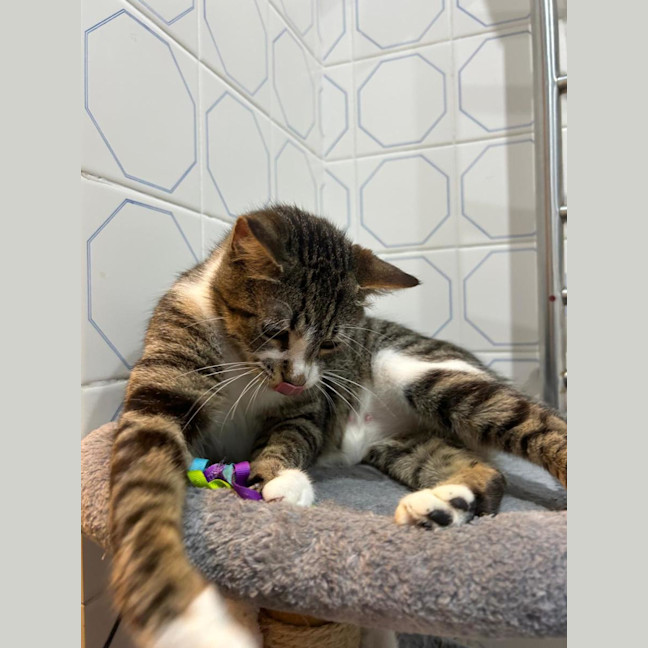 Photo of Sweet Pea❤️