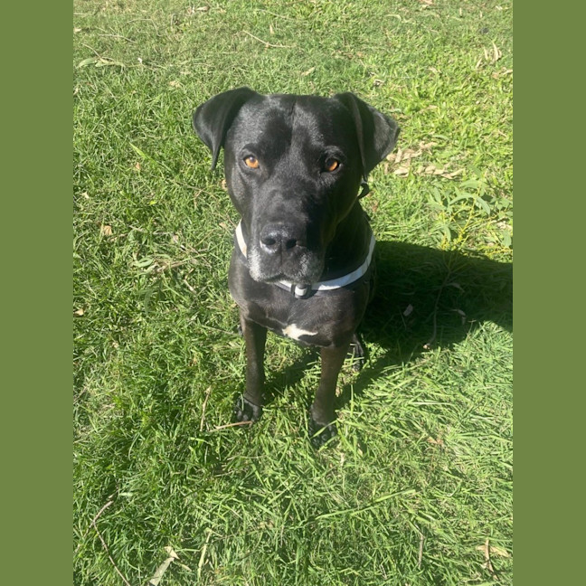 Photo of Scooby *$150 Adoption Fee*