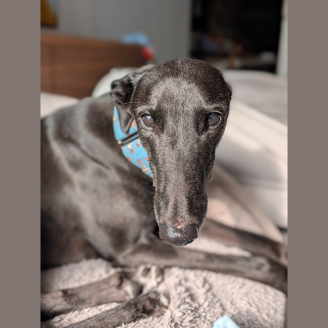 Photo of Meli, The Greyhound