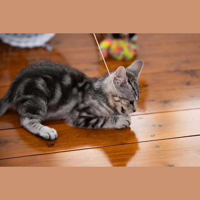 Photo of Biscuit